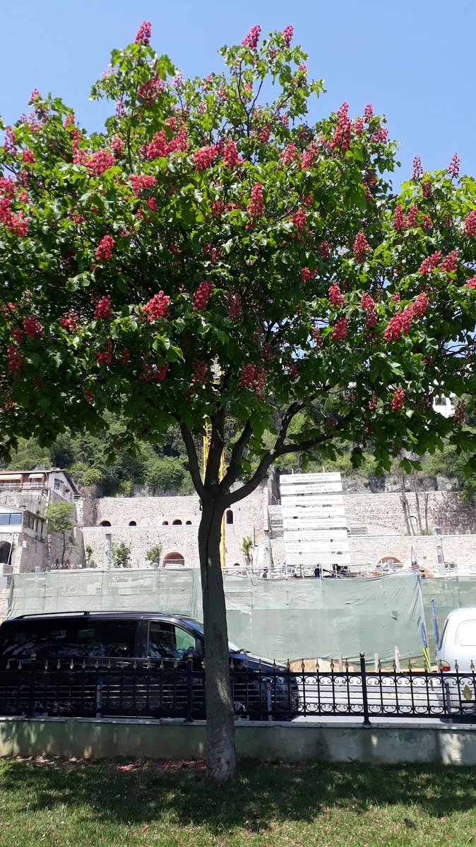 Şirin Urfa Sofrasi - Görsel 8