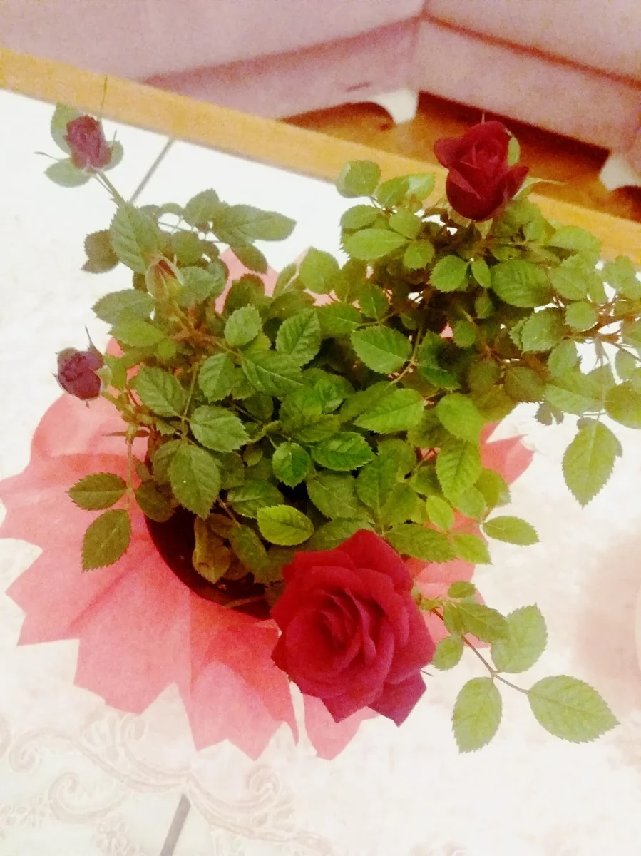 Mavi sofra - Görsel 3