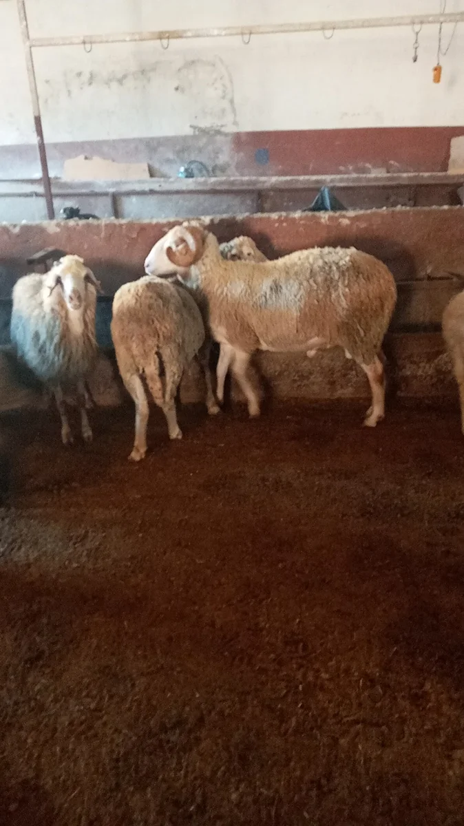 SEFA KUMRU - Görsel 1