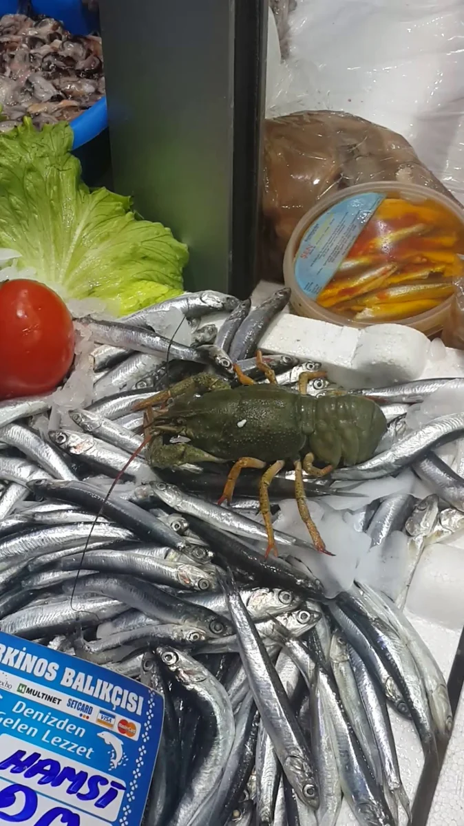 Orkinos Balık Lokantası - Görsel 1