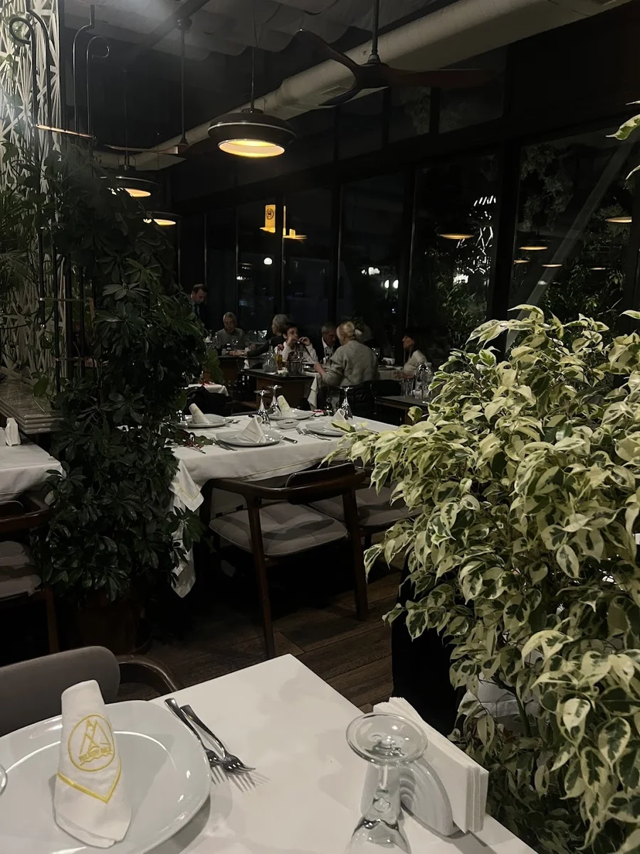 Yelken Balık - Görsel 5